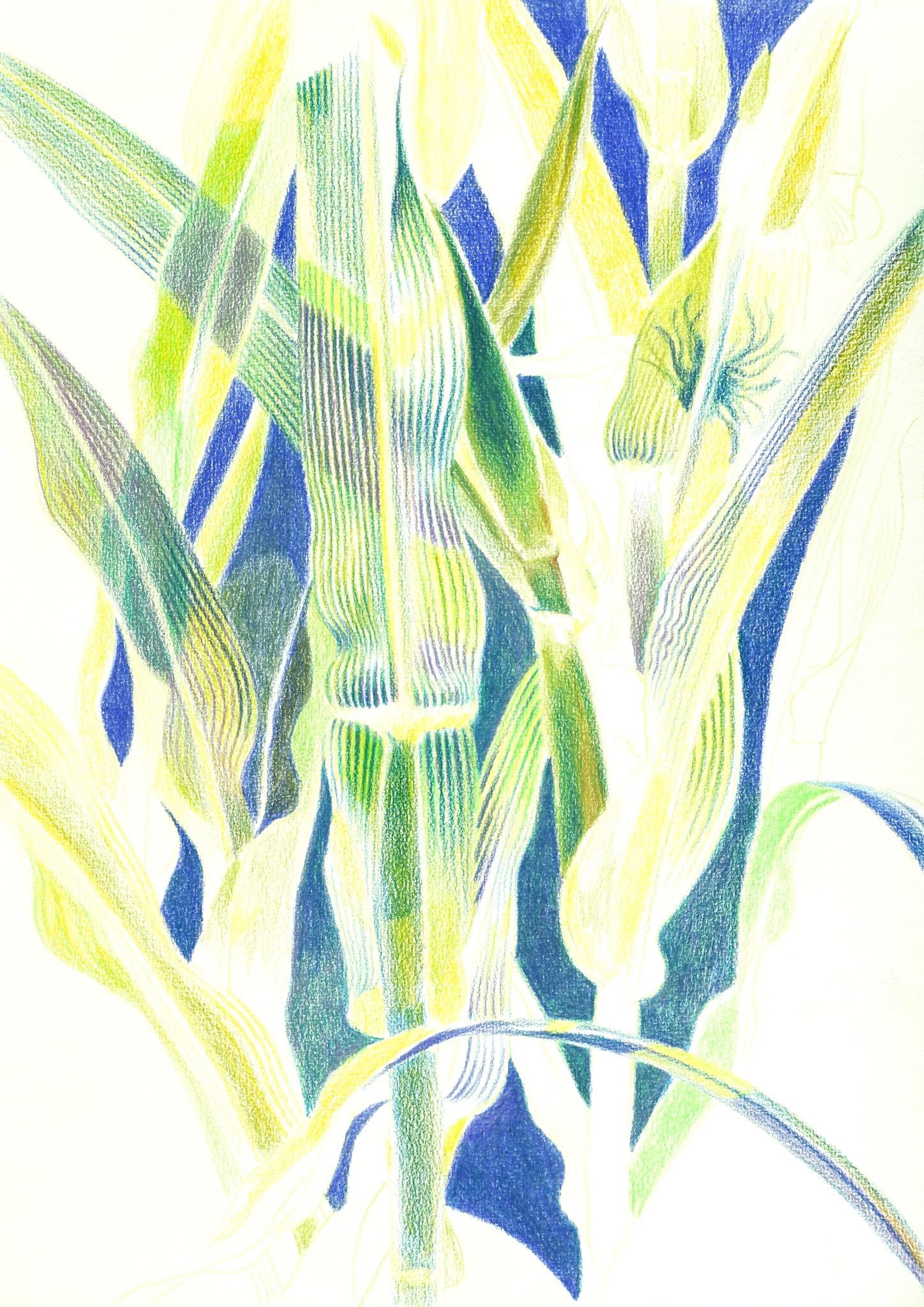 Corn_Farbstift_frontal