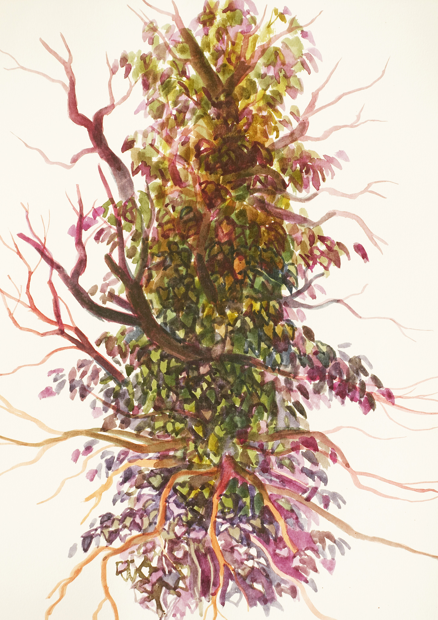 Tree_Ivy_colors