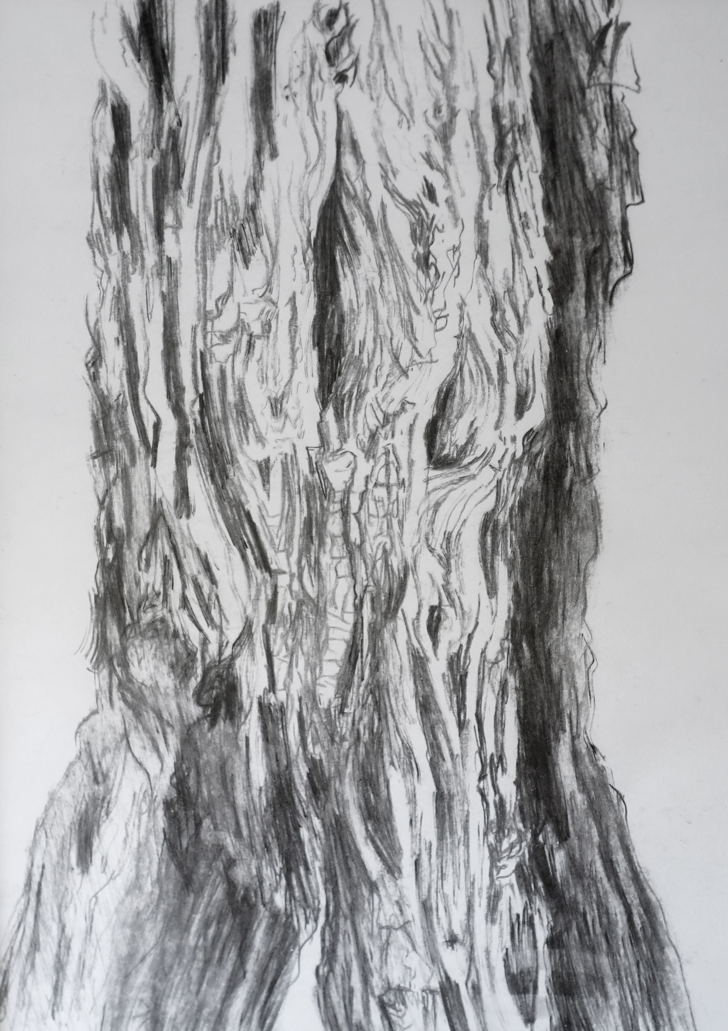 Tree_Trunk_Coal