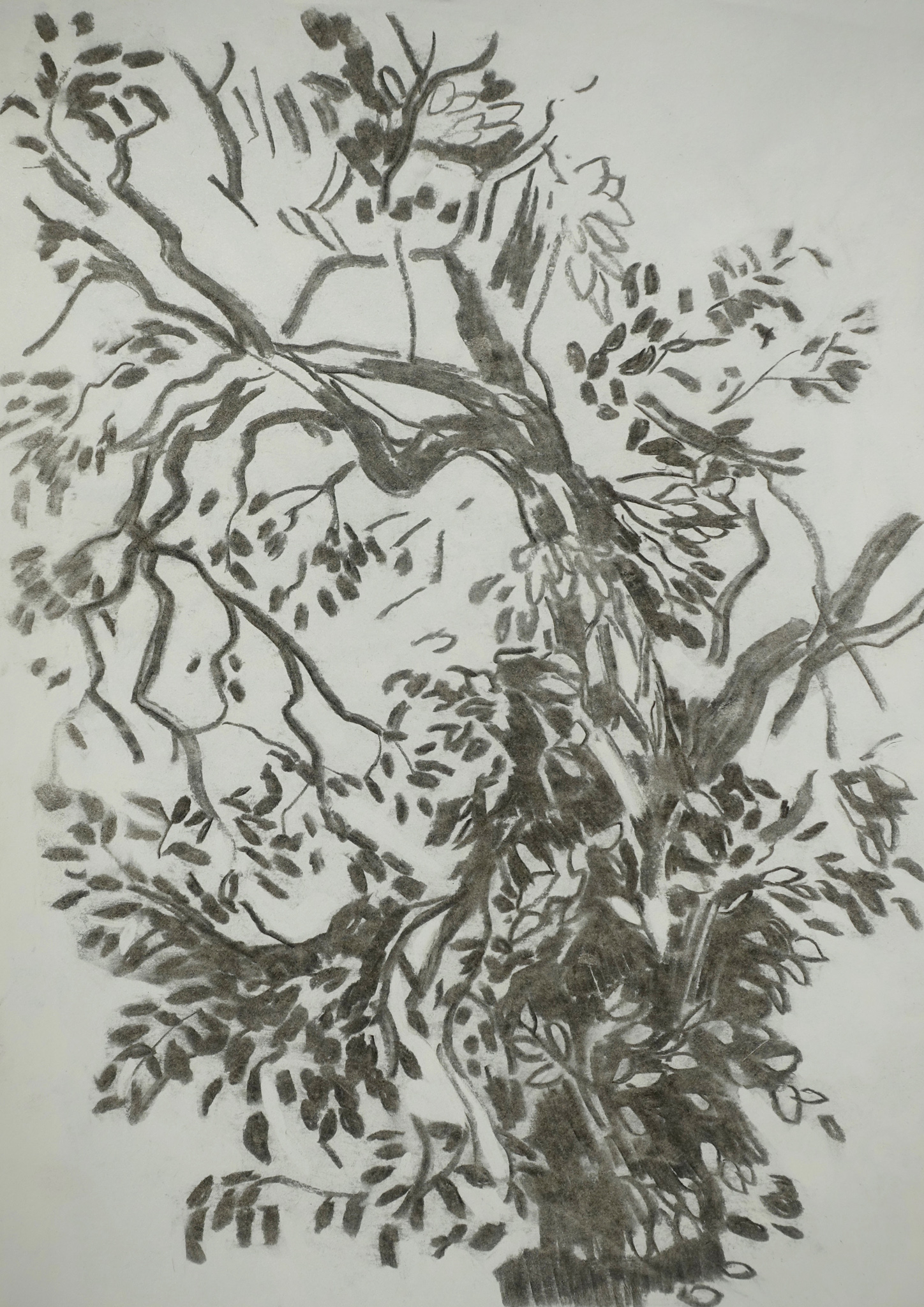 Tree_small_Charcoal