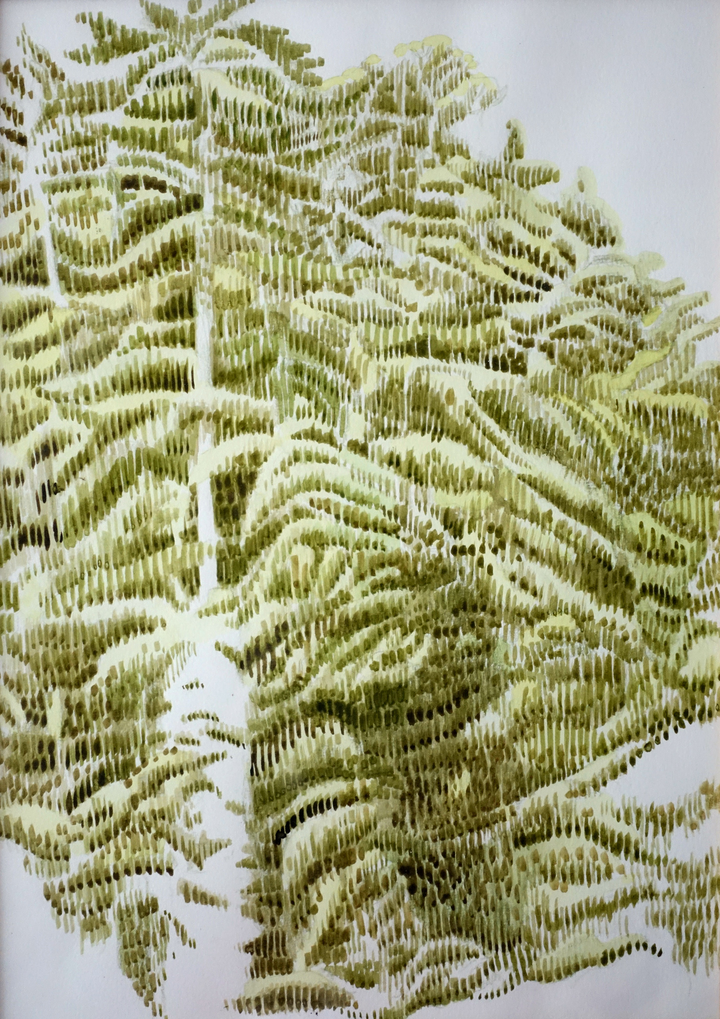 Wood_Spring_lines_frontal